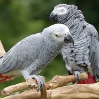 adorabile coppia di pappagalli grigi africani per l'adozione | Foto 3