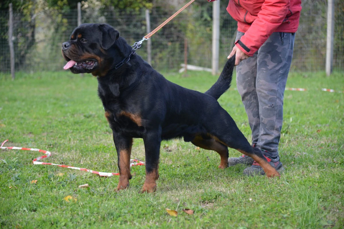 Cuccioli di Rottweiler con pedigree  | Foto 4