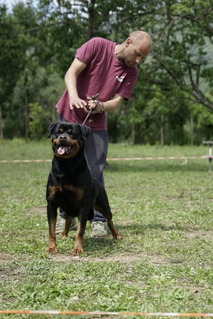 Cuccioli di Rottweiler con pedigree  | Foto 3