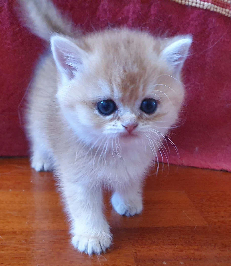 Cuccioli British shorthair golden  | Foto 2