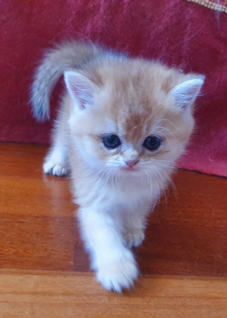 Cuccioli British shorthair golden  | Foto 3