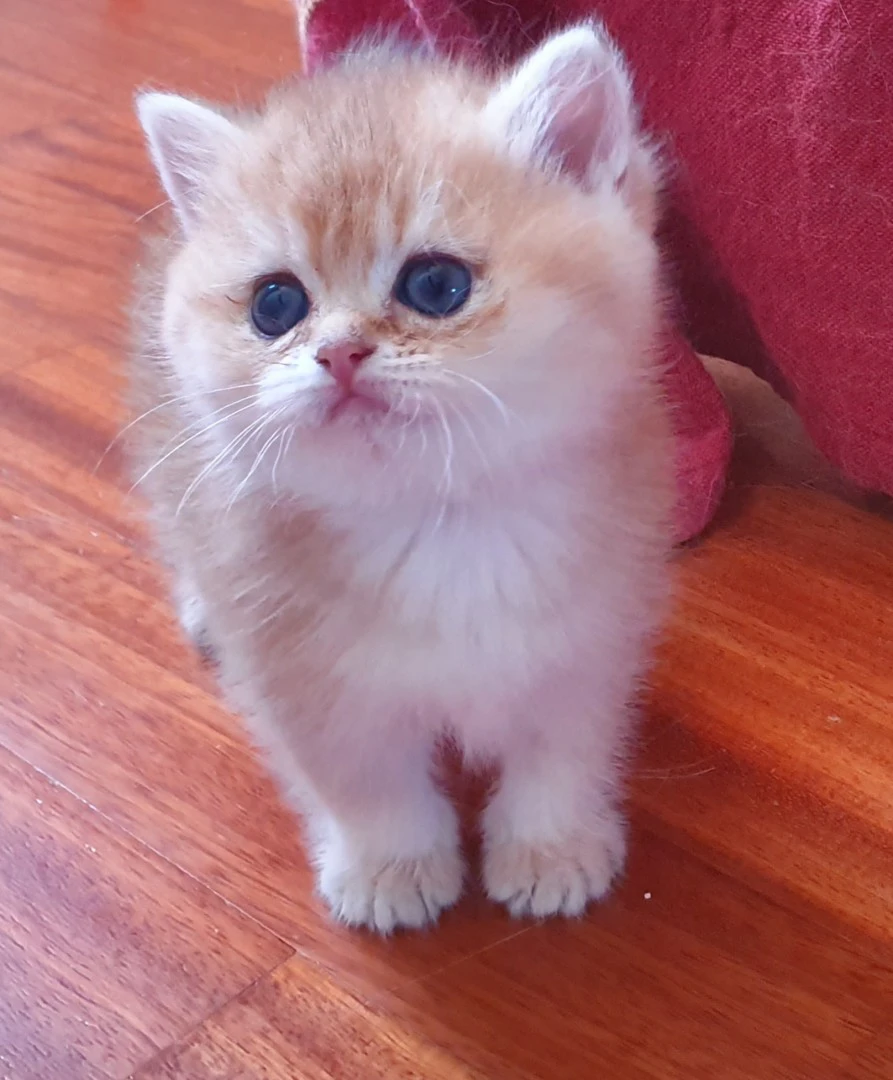 Cuccioli British shorthair golden  | Foto 4