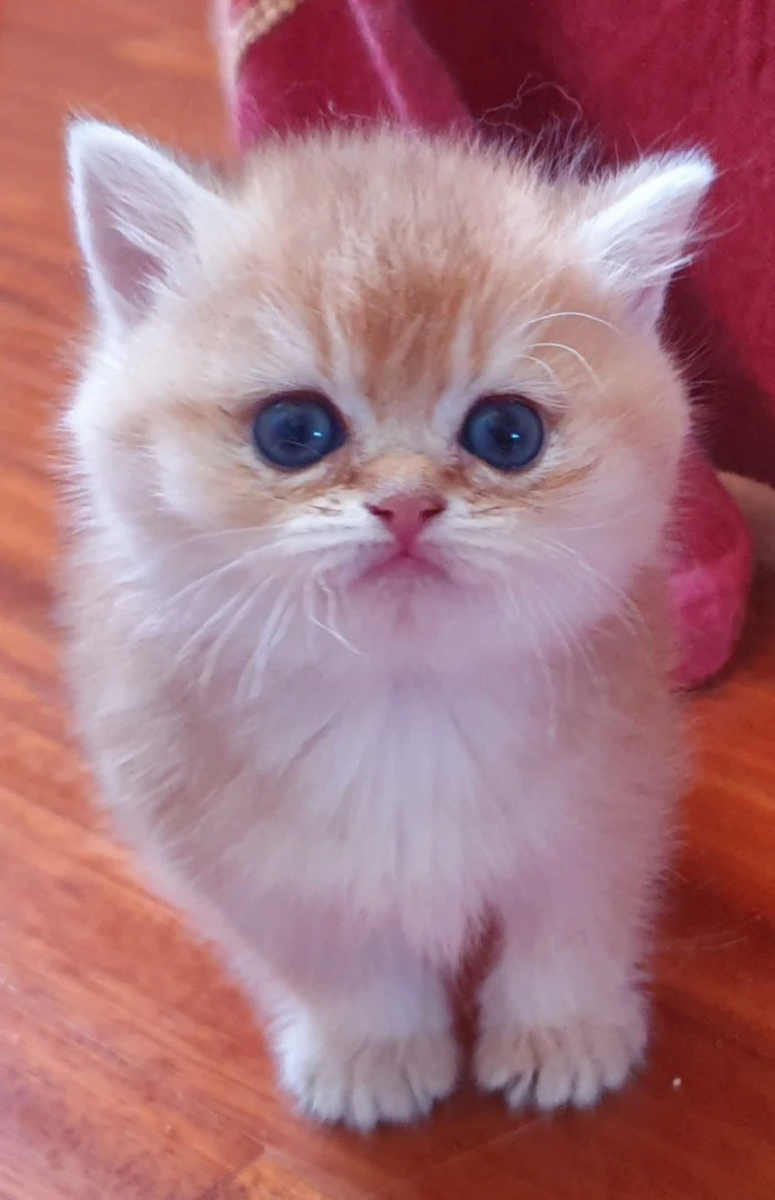 Cuccioli British shorthair golden  | Foto 5