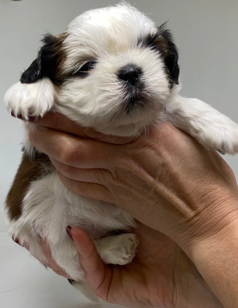 Cuccioli di Shih-tzu  | Foto 7