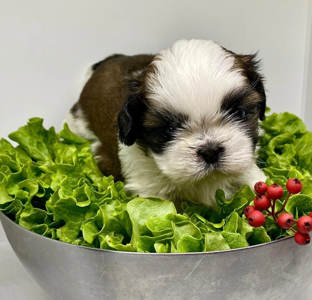 Cuccioli di Shih-tzu  | Foto 2