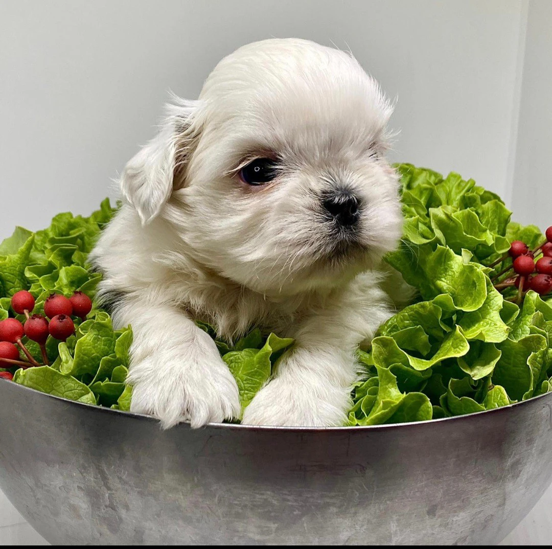 Cuccioli di Shih-tzu  | Foto 1