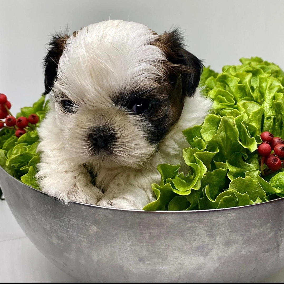 Cuccioli di Shih-tzu  | Foto 4