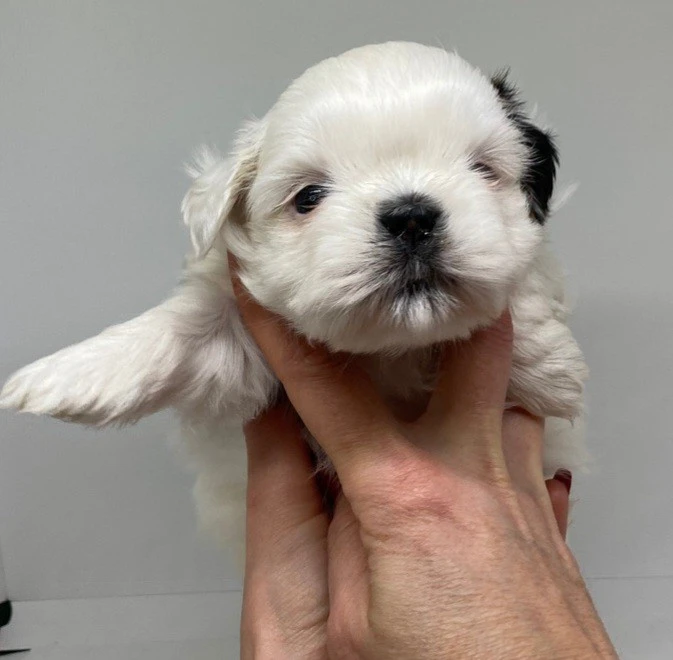 Cuccioli di Shih-tzu  | Foto 9