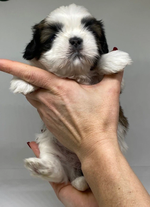 Cuccioli di Shih-tzu  | Foto 6