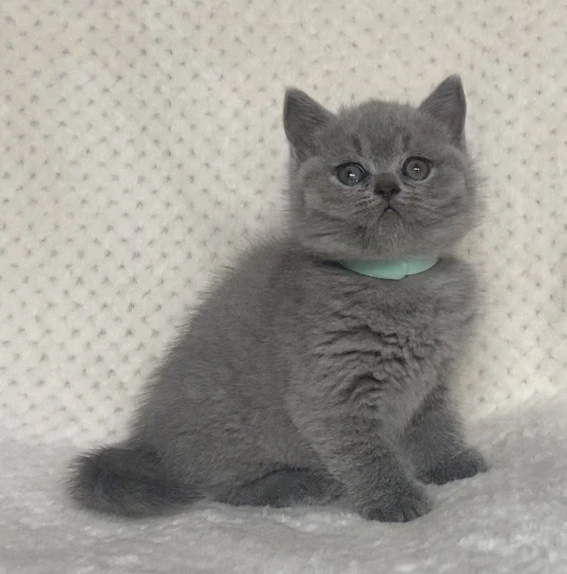 British shorthair blu  | Foto 3