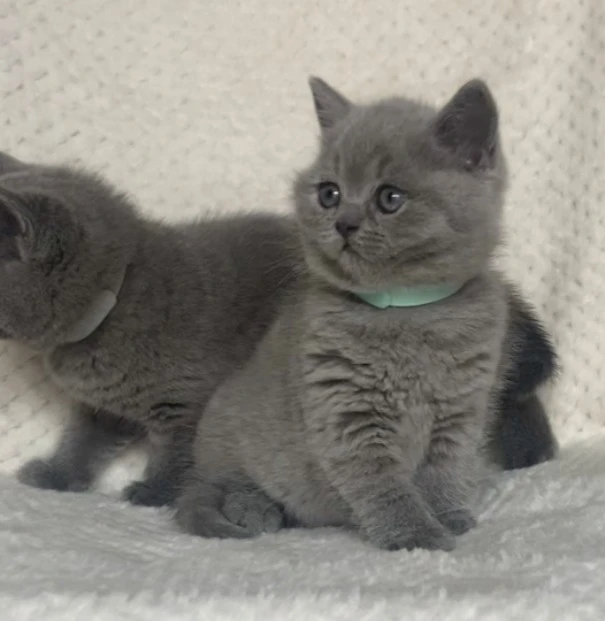 British shorthair blu  | Foto 2