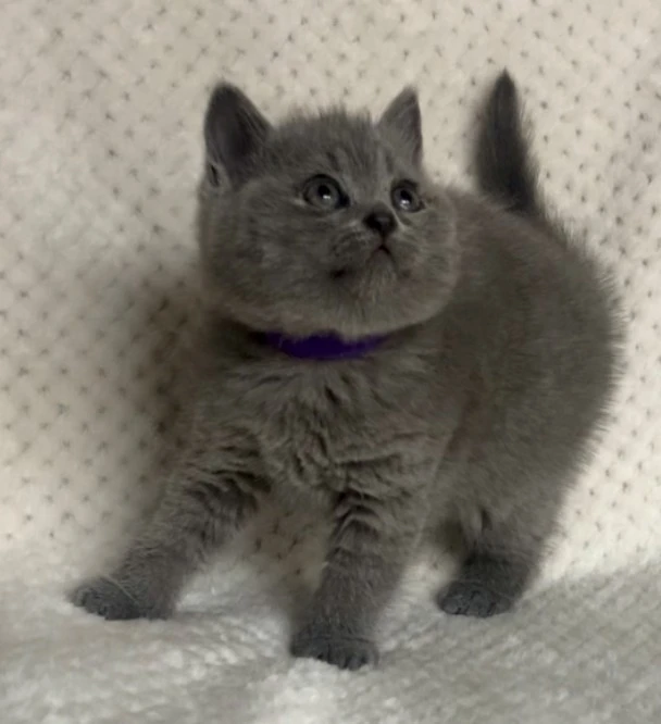 British shorthair blu  | Foto 4