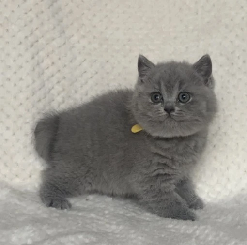 British shorthair blu  | Foto 6