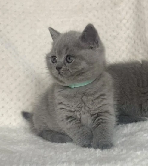 British shorthair blu  | Foto 1