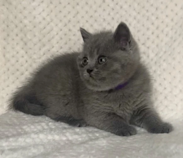 British shorthair blu  | Foto 5