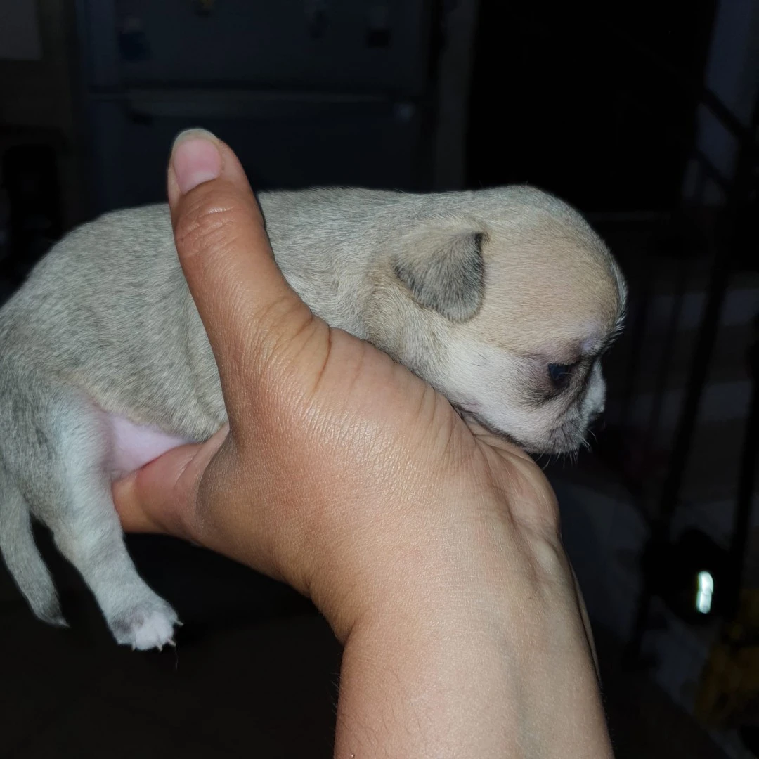 Chihuahua  toy | Foto 3