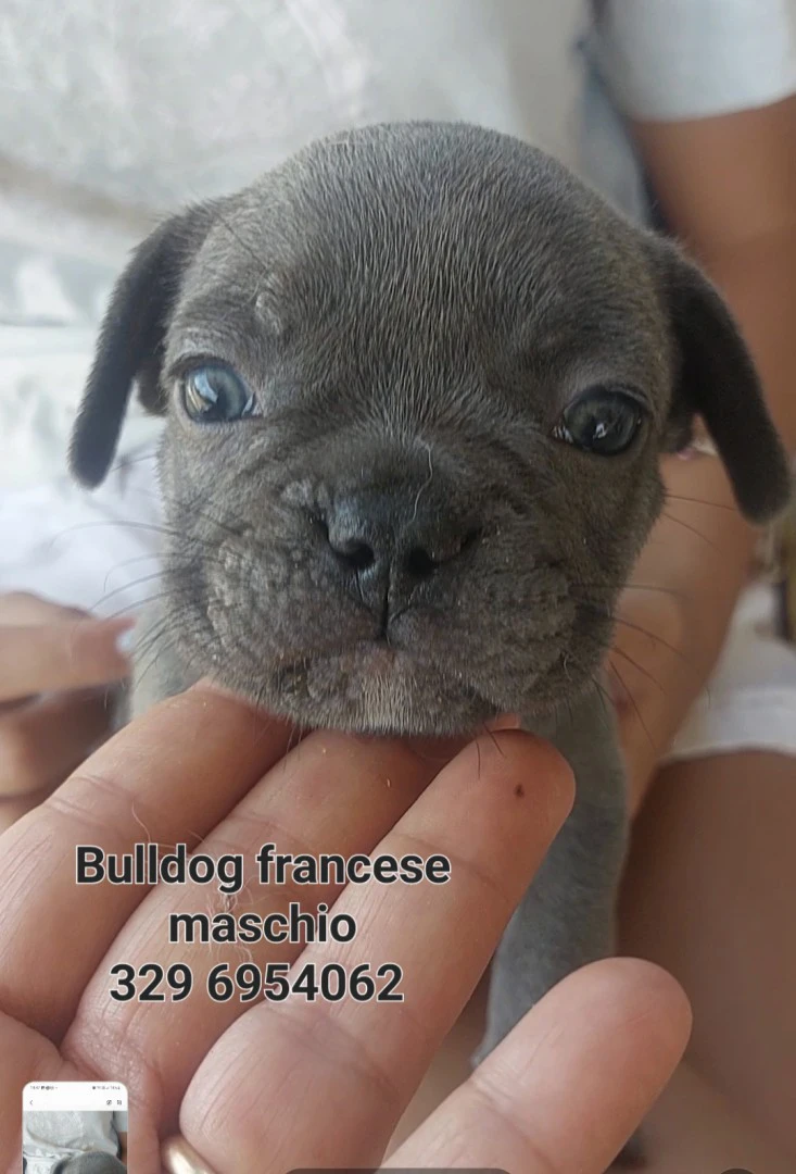 Bulldog francese  | Foto 8