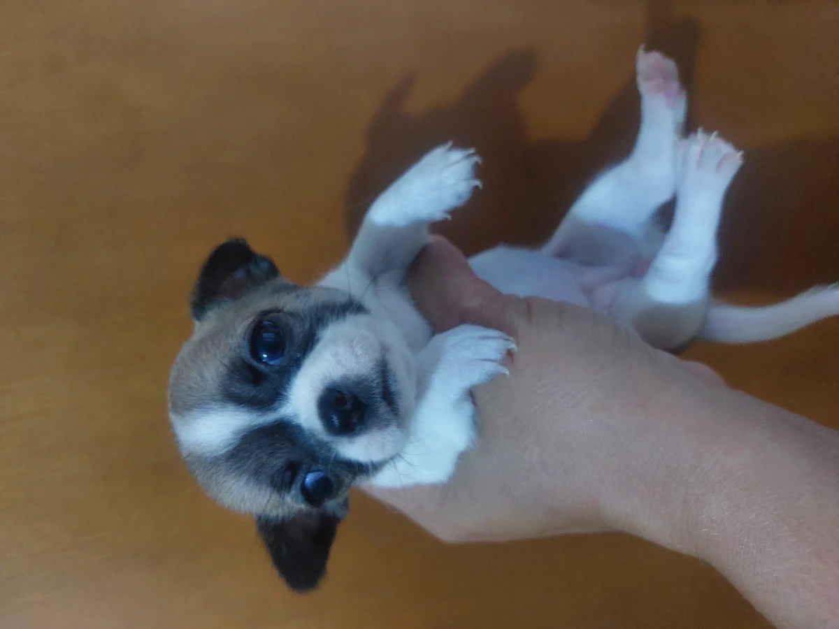 Chihuahua Pedigree Enci  | Foto 5