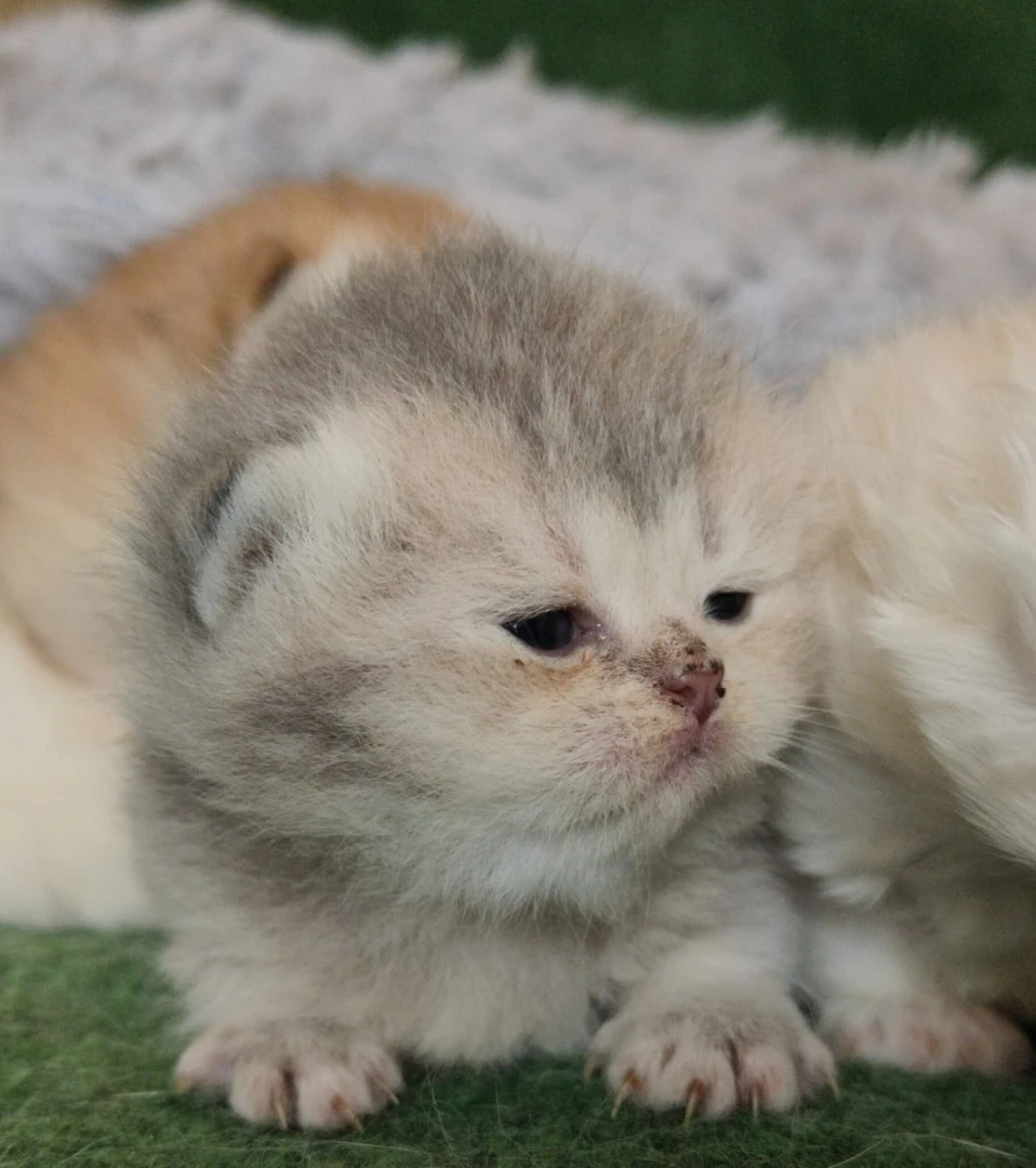 british shorthair  | Foto 7