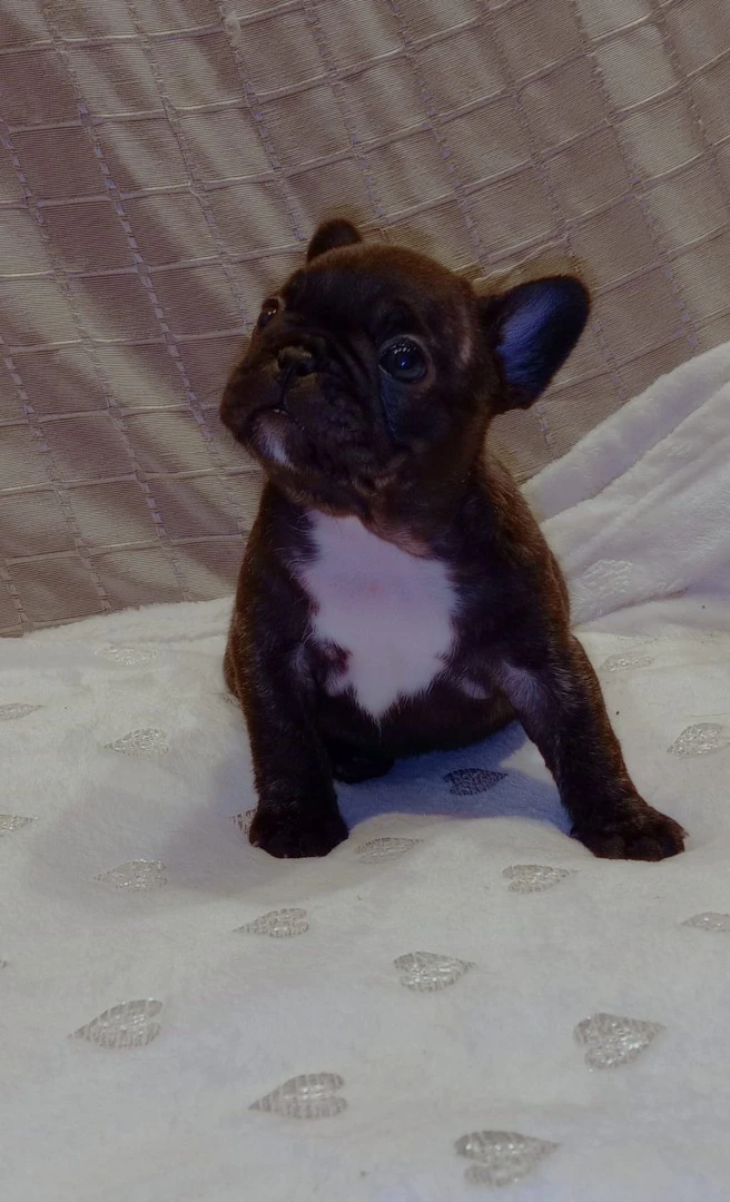Cuccioli BOULEDOGUE Francese Bringee Disponibili | Foto 4