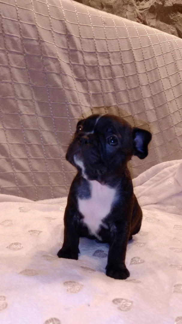 Cuccioli BOULEDOGUE Francese Bringee Disponibili | Foto 1