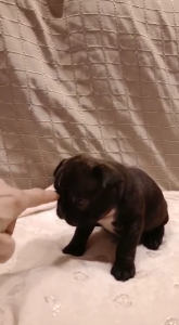Cuccioli BOULEDOGUE Francese Bringee Disponibili | Foto 2