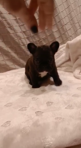 Cuccioli BOULEDOGUE Francese Bringee Disponibili | Foto 3
