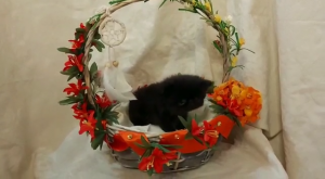 Splendido Persiano nero | Foto 1