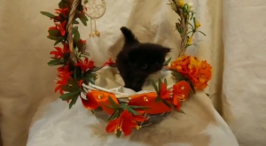 Splendido Persiano nero | Foto 2