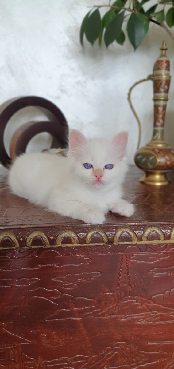 Cucciolo di Sacro di Birmania disponibile | Foto 3