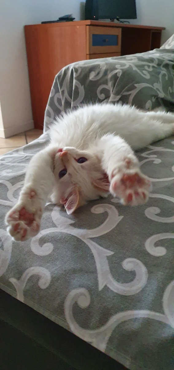 Cucciolo di Sacro di Birmania disponibile | Foto 10