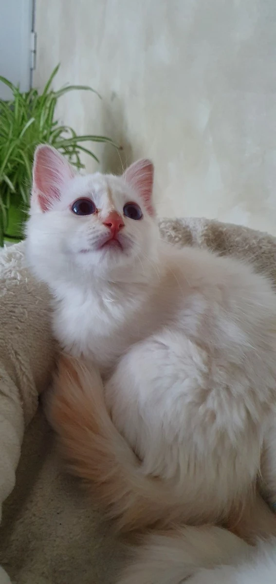 Cucciolo di Sacro di Birmania disponibile | Foto 6