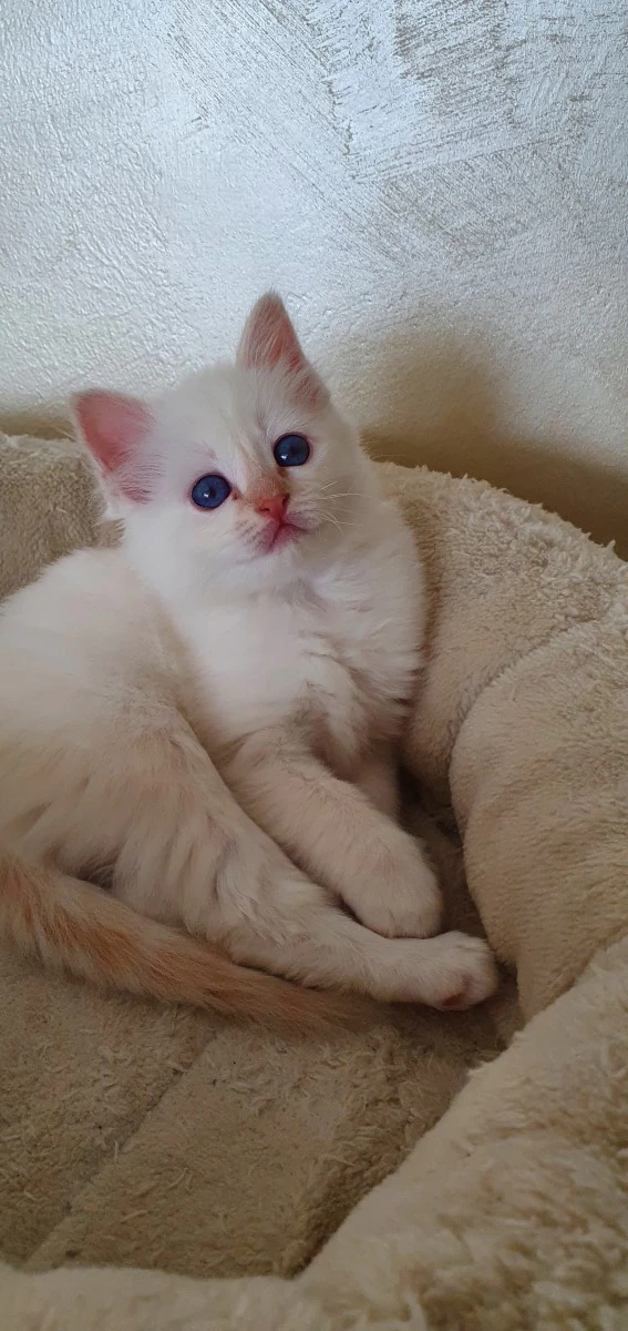 Cucciolo di Sacro di Birmania disponibile | Foto 4