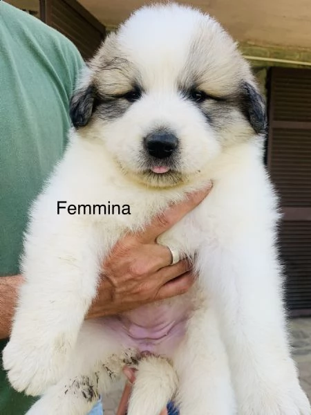 cuccioli came da montagna dei pirenei  | Foto 7