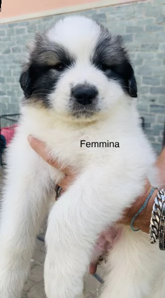 cuccioli came da montagna dei pirenei  | Foto 6