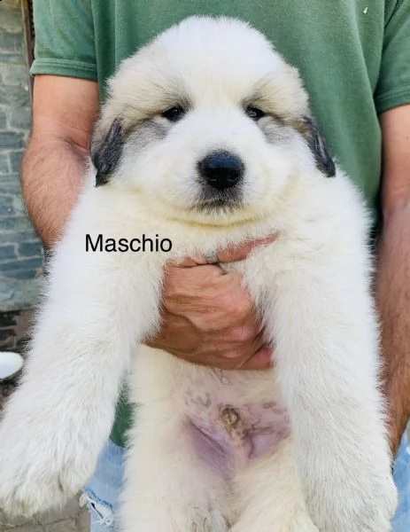 cuccioli came da montagna dei pirenei  | Foto 5