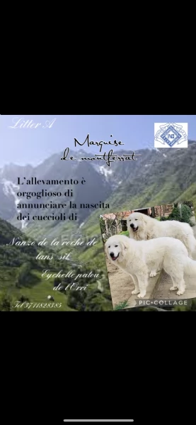 cuccioli came da montagna dei pirenei  | Foto 4