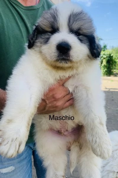 cuccioli came da montagna dei pirenei  | Foto 3