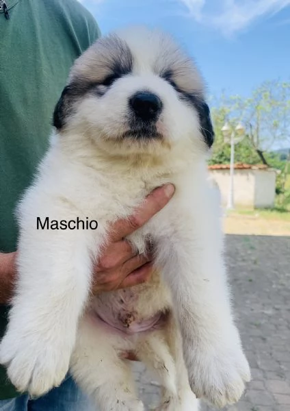 cuccioli came da montagna dei pirenei  | Foto 2