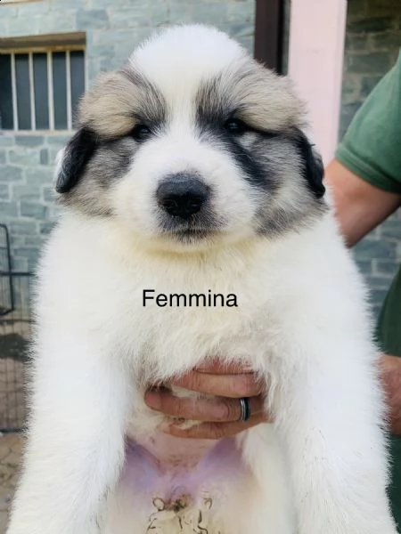 cuccioli came da montagna dei pirenei  | Foto 1