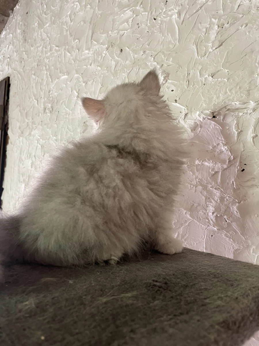 gatta persiana chinchilla' silver shaded | Foto 6