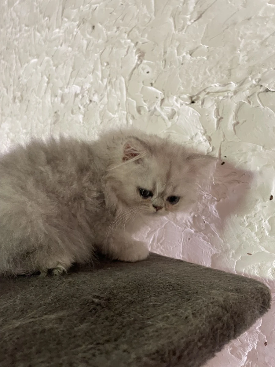 gatta persiana chinchilla' silver shaded | Foto 7