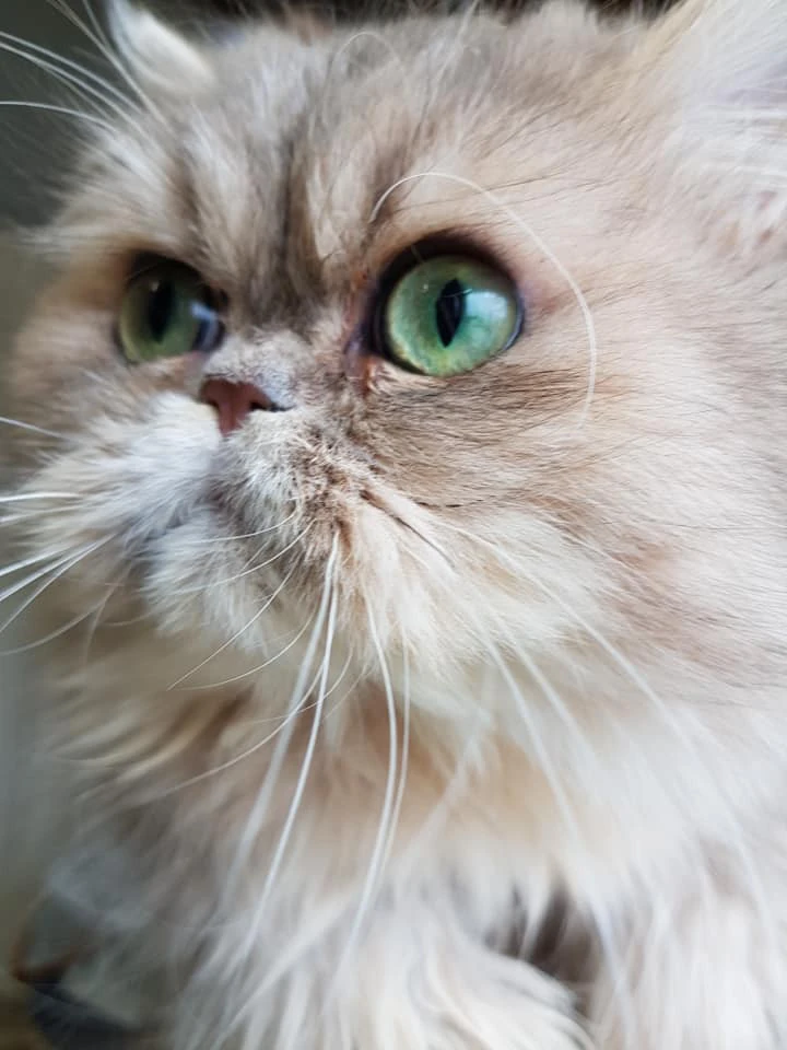 cucciolo gatto persiano golden shaded | Foto 8