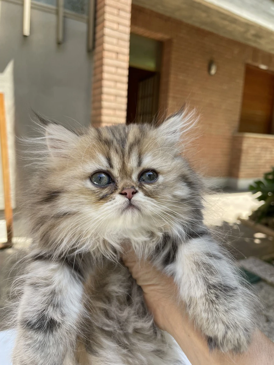 cucciolo gatto persiano golden shaded | Foto 7