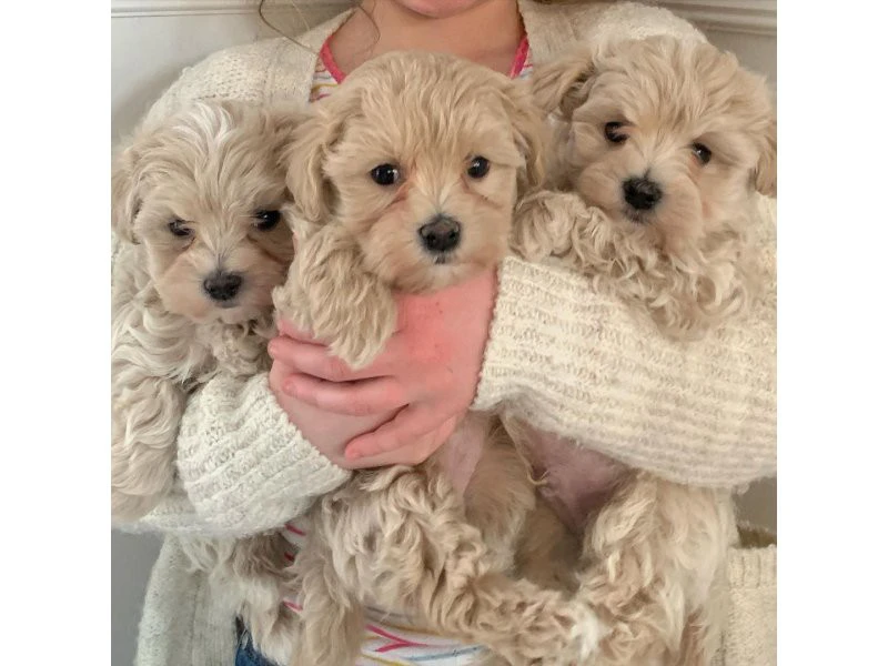 Simpatici cuccioli di Maltipoo della fattoria | Foto 1