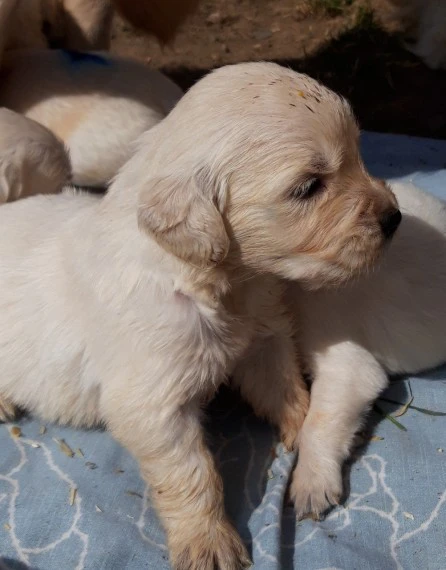 Cuccioli di Golden Retriever | Foto 3