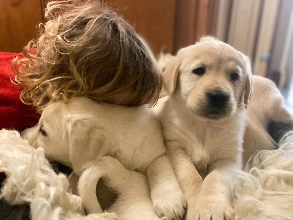 Cuccioli di Golden Retriever | Foto 4