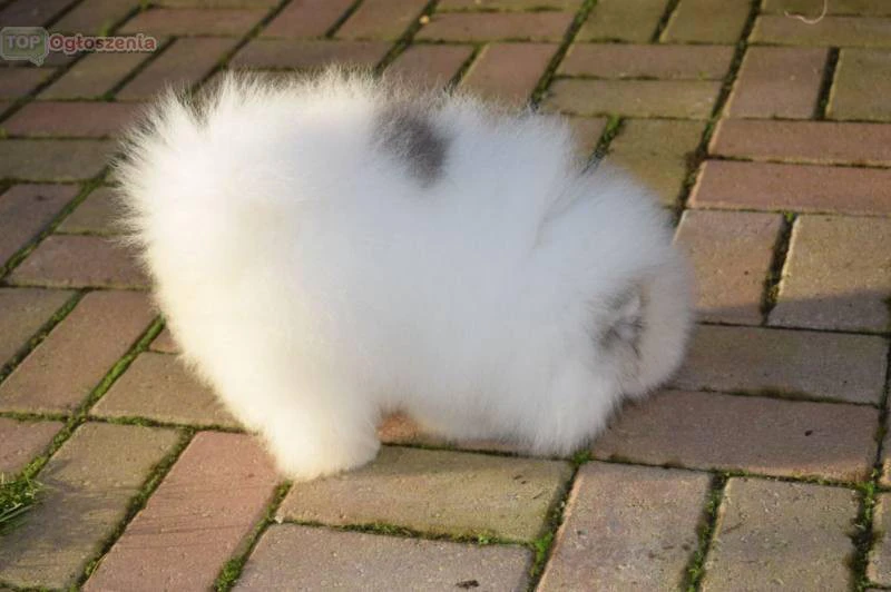 Cuccioli di Pomerania di razza pura | Foto 3