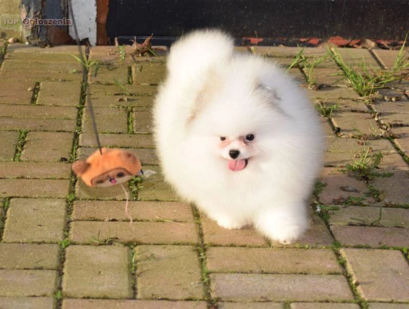 Cuccioli di Pomerania di razza pura | Foto 2