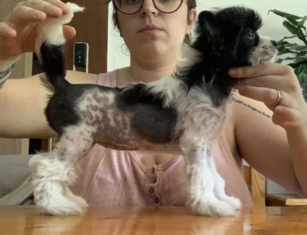 cucciola chinese crested dog  | Foto 4